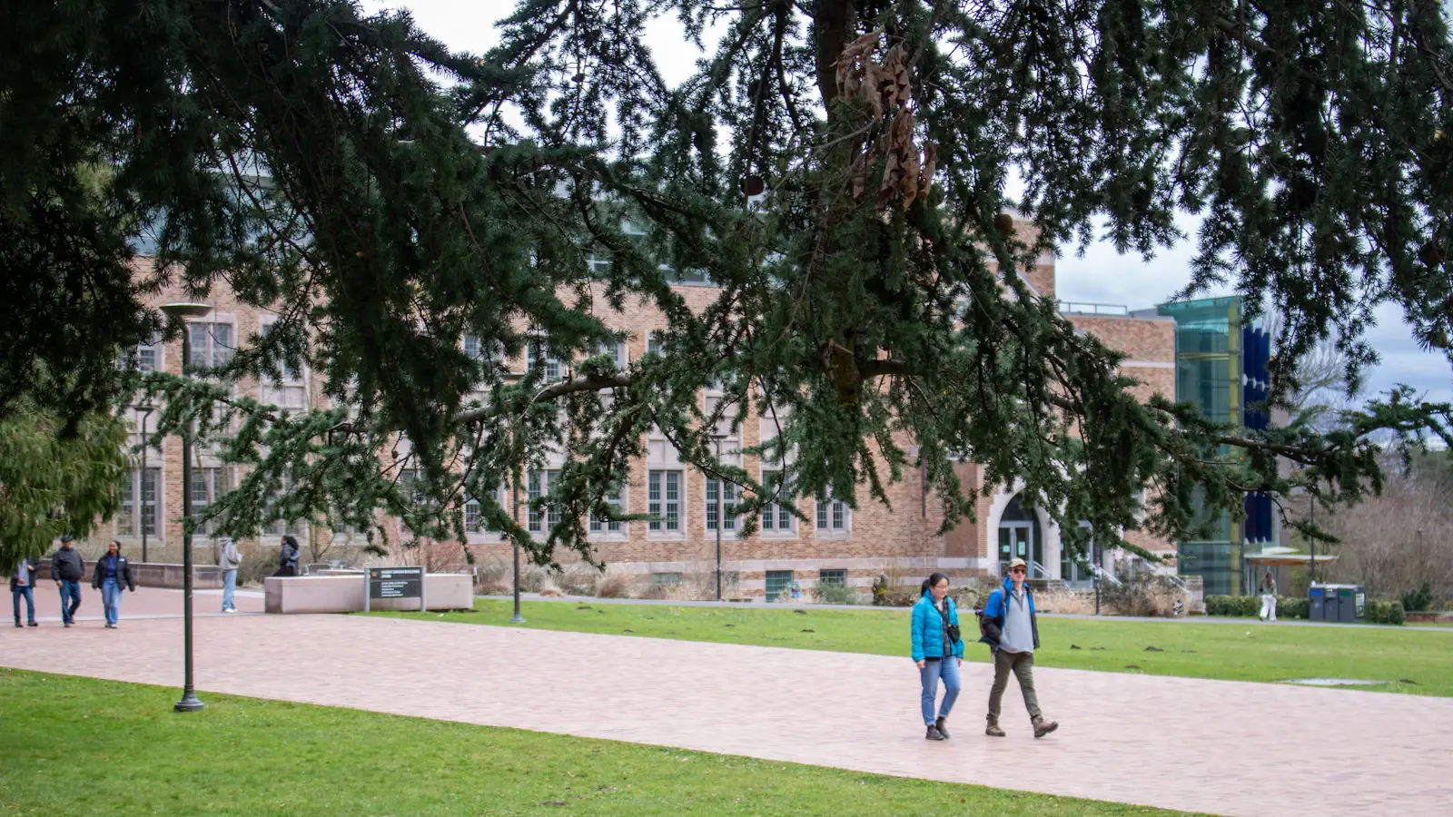 Two people walking along a paved path across a university lawn, with a brick campus building behind a large evergreen tree